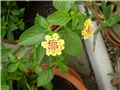 lantana